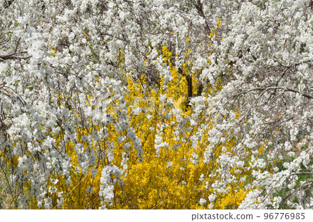 Weeping peach blossoms and forsythia in full bloom 96776985
