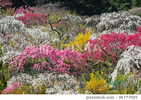 哭泣的桃花盛開 96777005