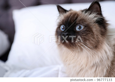 Cute Balinese cat at home, space for text. Fluffy pet Cute Balinese cat at home, space for text. Fluffy pet 96777133