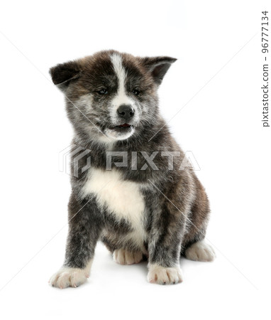 Cute Akita inu puppy on white background. Friendly dog Cute Akita inu puppy on white background. Friendly dog 96777134