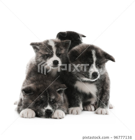 Cute Akita inu puppies on white background. Friendly dogs 96777138