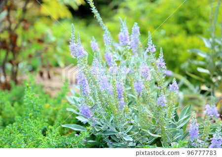 Tortillan flowers 96777783