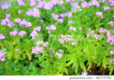 Hamana水仙花 96777790