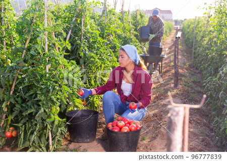 Young female farmer harvesting ripe tomatoes on farm field 96777839
