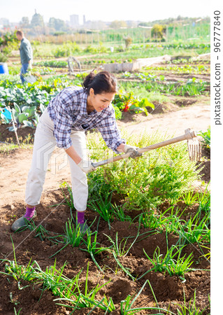 Female farmer weeds with a hoe garden bed 96777840