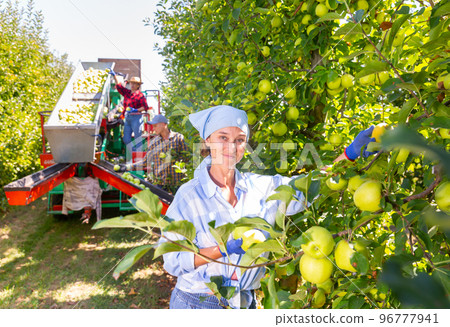 Woman farmer during harvesting of golden apples Woman farmer during harvesting of golden apples 96777941