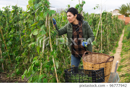 Woman harvesting green beans at smallholding at day Woman harvesting green beans at smallholding at day 96777942