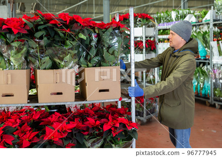 Male flower shop employee moving racks of poinsettia Male flower shop employee moving racks of poinsettia 96777945
