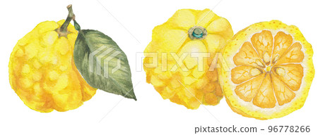 yuzu⭐️ Yuzu watercolor illustration - Stock Illustration [96778266] - PIXTA