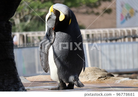 一隻王企鵝低著頭站在動物園的繁殖區的風景 96778681