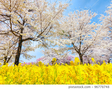 Senbonzakura and rape blossoms on the south side of Akagi Senbonzakura and rape blossoms on the south side of Akagi 96778748