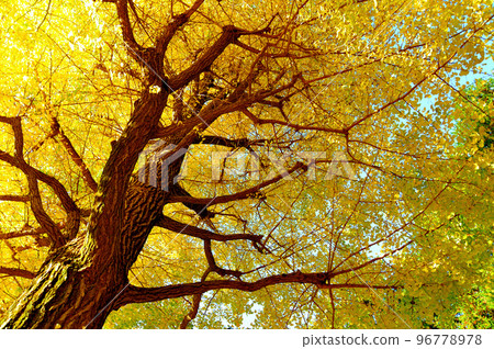 Autumn leaves of a large ginkgo tree in the Jindai Botanical Gardens Autumn leaves of a large ginkgo tree in the Jindai Botanical Gardens 96778978