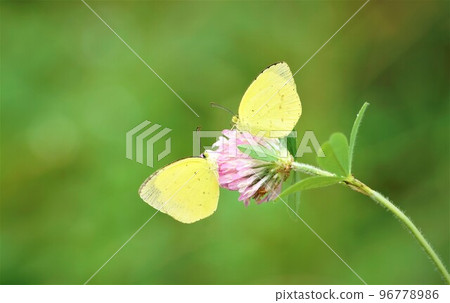 A white butterfly perched on it. 96778986