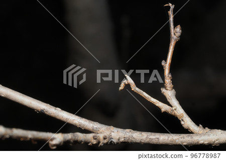 Mulberry melanaria larva (center) 96778987