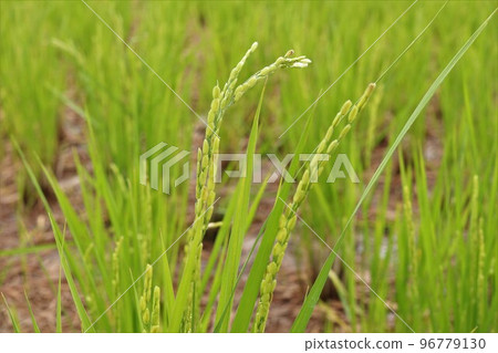 Paddy field where the second ear grows Paddy field where the second ear grows 96779130