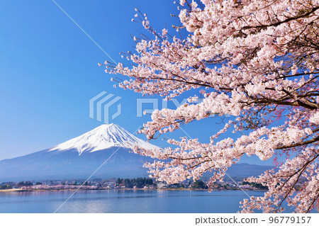 Spring Fuji in Japan and cherry blossoms Spring Fuji in Japan and cherry blossoms 96779157