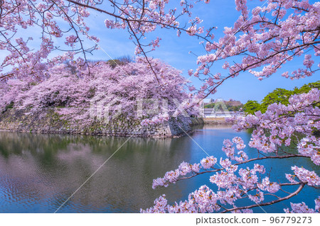 Sotobori of Hikone Castle in spring Sotobori of Hikone Castle in spring 96779273