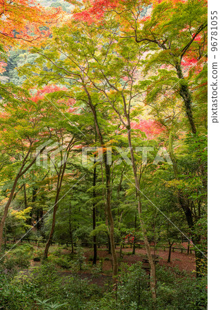 Colorful autumn leaves with beautiful gradation Colorful autumn leaves with beautiful gradation 96781055