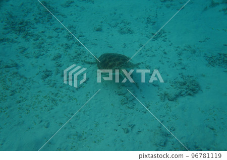 Sea turtle 96781119