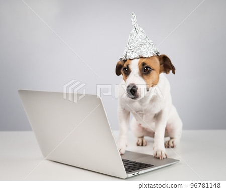 Jack Russell Terrier dog in a foil hat works at a laptop.  96781148