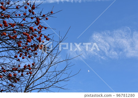 晴朗的秋天天空、月亮和柿子樹 晴朗的秋天天空、月亮和柿子樹 96781280