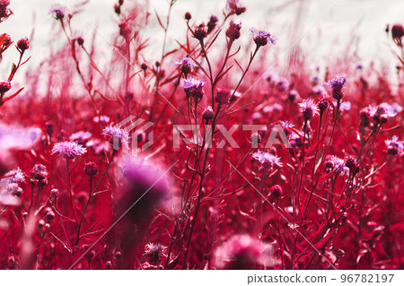 Thistle in meadow. Field of purple wild flowers in summer. Wallpaper of violet and magenta plants. Backdrop for natural medicine, cosmetics, beauty products presentation. Eco friendly scene 96782197