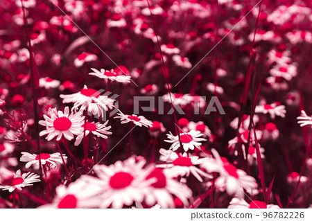 Daisies in meadow. Field of chamomile in summer. Wallpaper of yellow and white flowers. An ideal backplate or backdrop for natural medicine, cosmetics, beauty products presentation. Eco friendly scene Daisies in meadow. Field of chamomile in summer. Wallpaper of yellow and white flowers. An ideal backplate or backdrop for natural medicine, cosmetics, beauty products presentation. Eco friendly scene 96782226