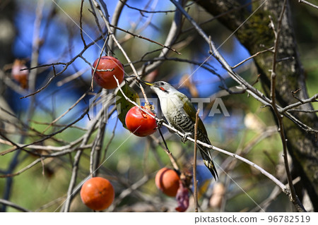 Aogera Aogera 96782519