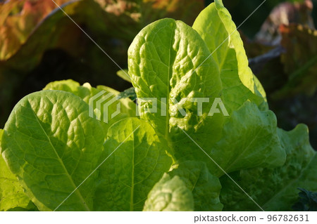 Leaf of salad greens planted in the field Leaf of salad greens planted in the field 96782631