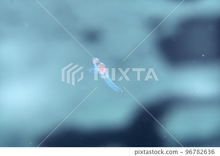 Drift ice sea, Clione Drift ice sea, Clione 96782636