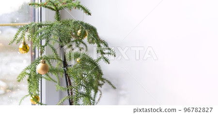 Araucaria house plant is a room spruce decorated with Christmas balls like a Christmas tree by the window. Green home interior decor 96782827
