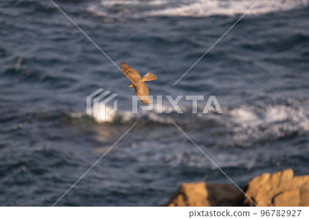 Sparrowhawk crossing the cape sea in autumn 96782927