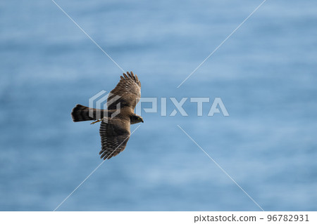 Sparrowhawk migrating to the sea back in autumn01 96782931