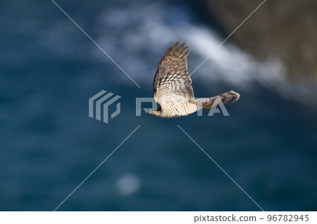 Sparrowhawk migrating over the reef back in autumn02 96782945