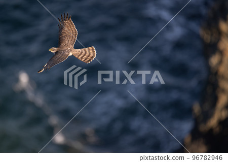 Sparrowhawk migrating over the reef back in autumn03 Sparrowhawk migrating over the reef back in autumn03 96782946