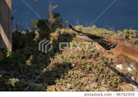 Juvenile sparrowhawk crossing the tip of the cape in autumn 96782950