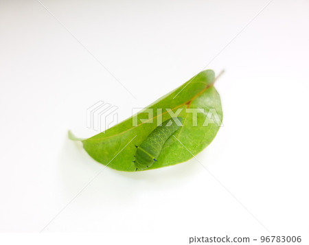 Caterpillar caterpillar larva bluebottle swallowtail butterfly Caterpillar caterpillar larva bluebottle swallowtail butterfly 96783006