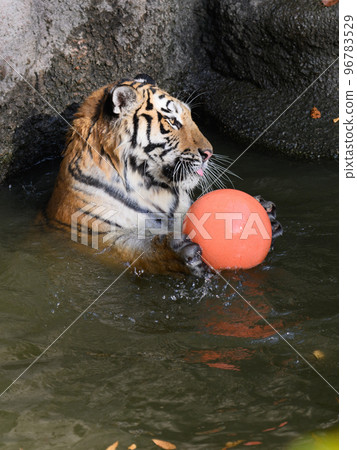 Amur tiger cub guarding a ball in a pond Amur tiger cub guarding a ball in a pond 96783529