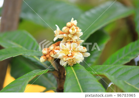 枇杷花 枇杷花 96783965