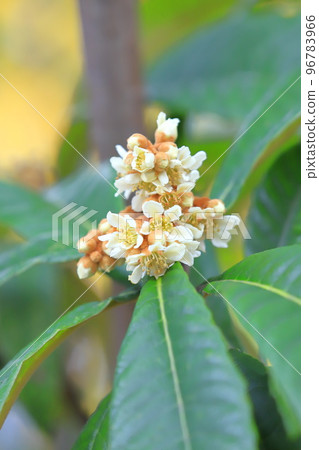 枇杷花 枇杷花 96783966