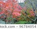 秋天的樹葉 96784054