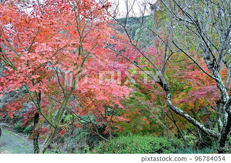 Autumn leaves Autumn leaves 96784054