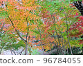 秋天的樹葉 96784055