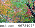 秋天的樹葉 96784057