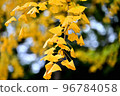 秋天的樹葉 96784058