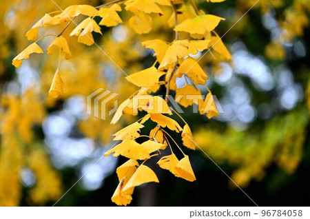 秋天的樹葉 秋天的樹葉 96784058