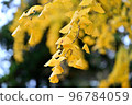 秋天的樹葉 96784059