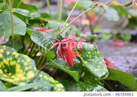 秋天的樹葉 秋天的樹葉 96784061