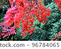秋天的樹葉 96784065