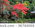 秋天的樹葉 96784068